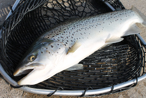 brown trout 