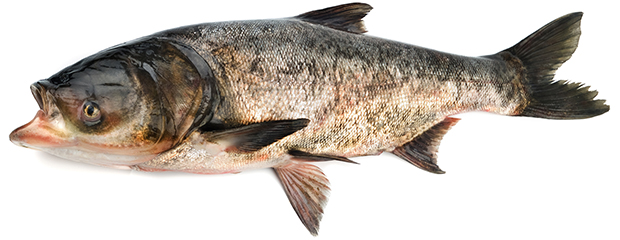 Invasive Asian carp caught in St. Lawrence River - Ontario OUT of DOORS