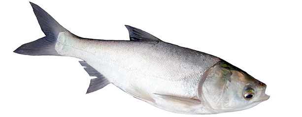 Silver Carp