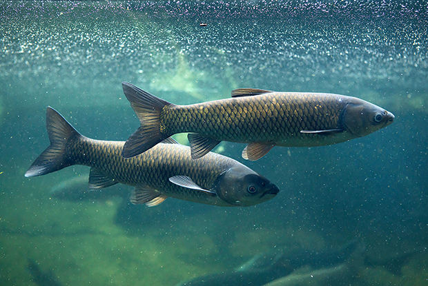 Grass carp underwater