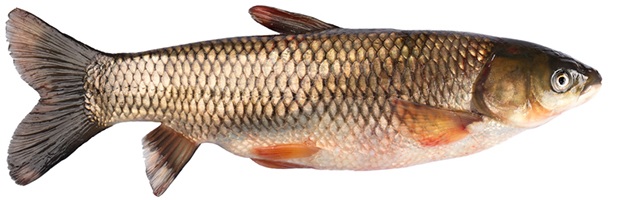 Grass carp