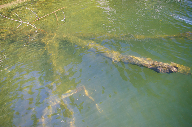 work wood with shallow crankbaits