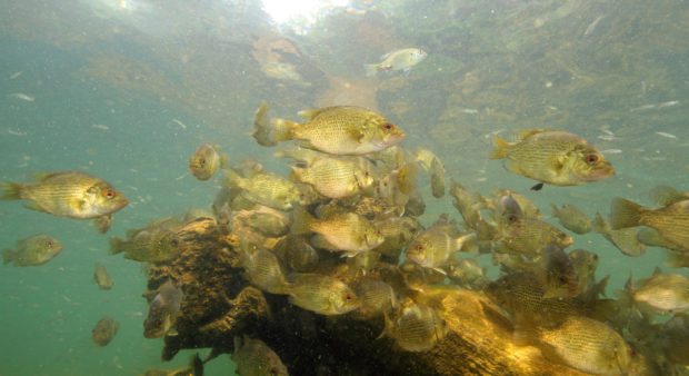 IMG_2877 schooling rock bass roger peterson