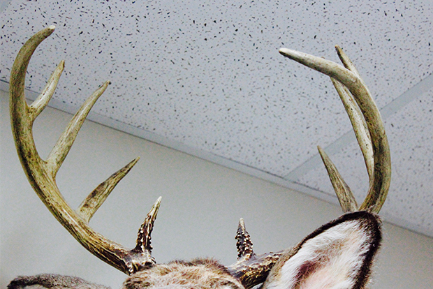 antlers stolen