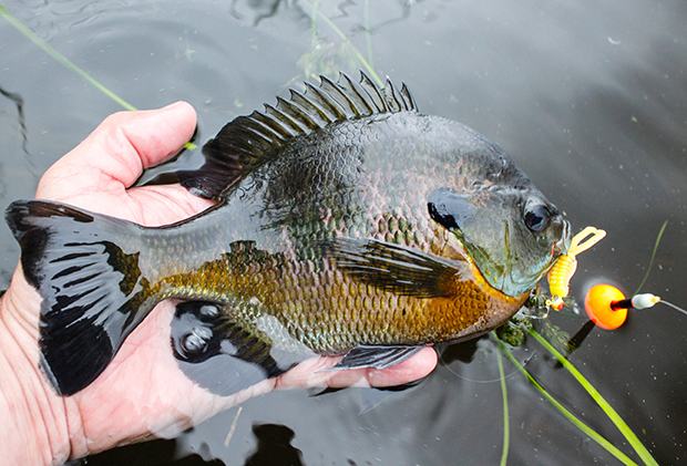 Panfish floats