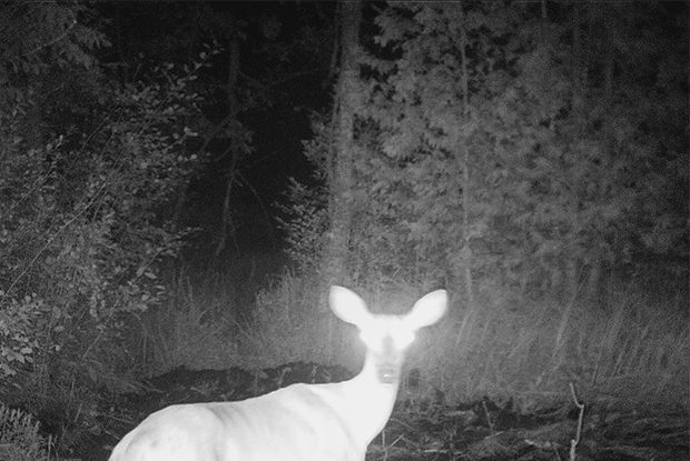 Food plot thought