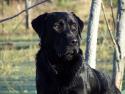 3 black dogs's Avatar
