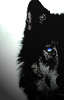 oxotnik's Avatar