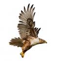Hawkman's Avatar