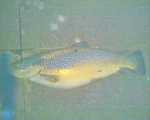 SpoolRunner's Avatar