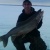 fishnchips96's Avatar