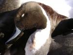 duckslayer's Avatar