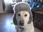 moose1's Avatar