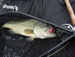 Newbie on the fly's Avatar