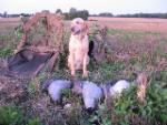 Goose smasher's Avatar