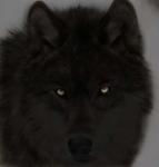 SongDog's Avatar