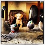 Jay-Bird's Avatar