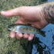 barriefisher's Avatar