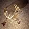 Deer Hunter's Avatar