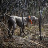 NorthLinkWeims's Avatar