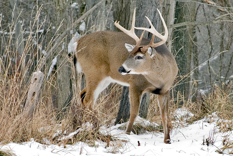 late season - deer in winter