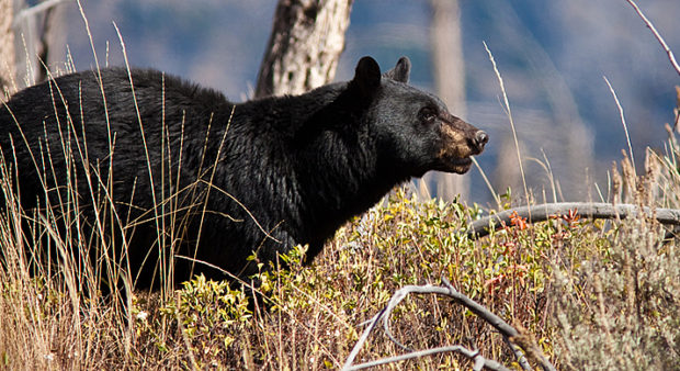 Spring bear hunt revisited - an alert bear