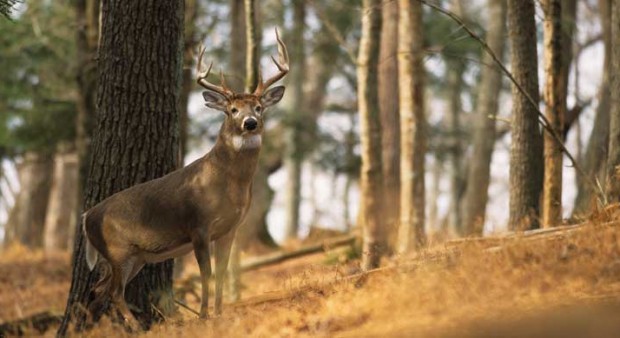 ridges - white-tailed buck on a ridge