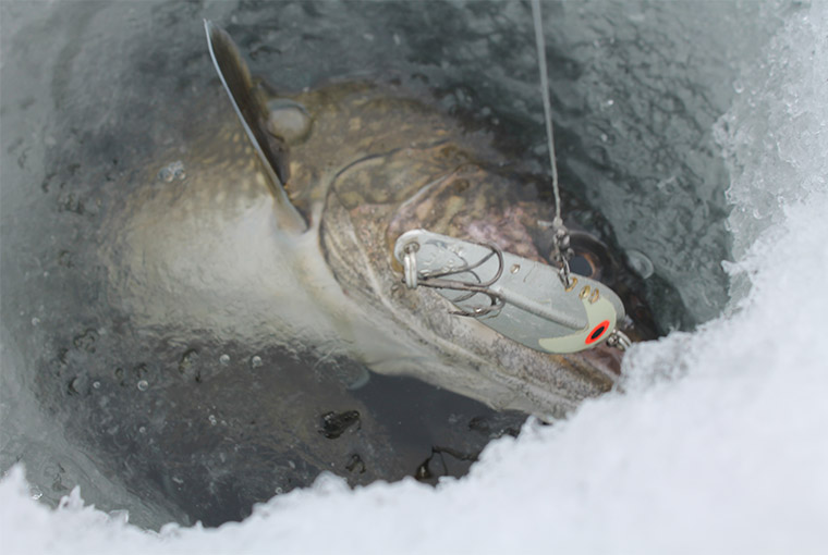 spoon - ice fishing 
