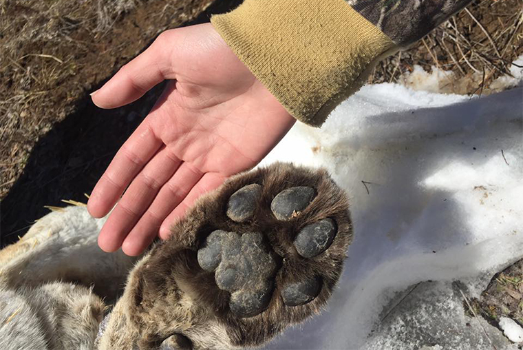 cougar - paw size