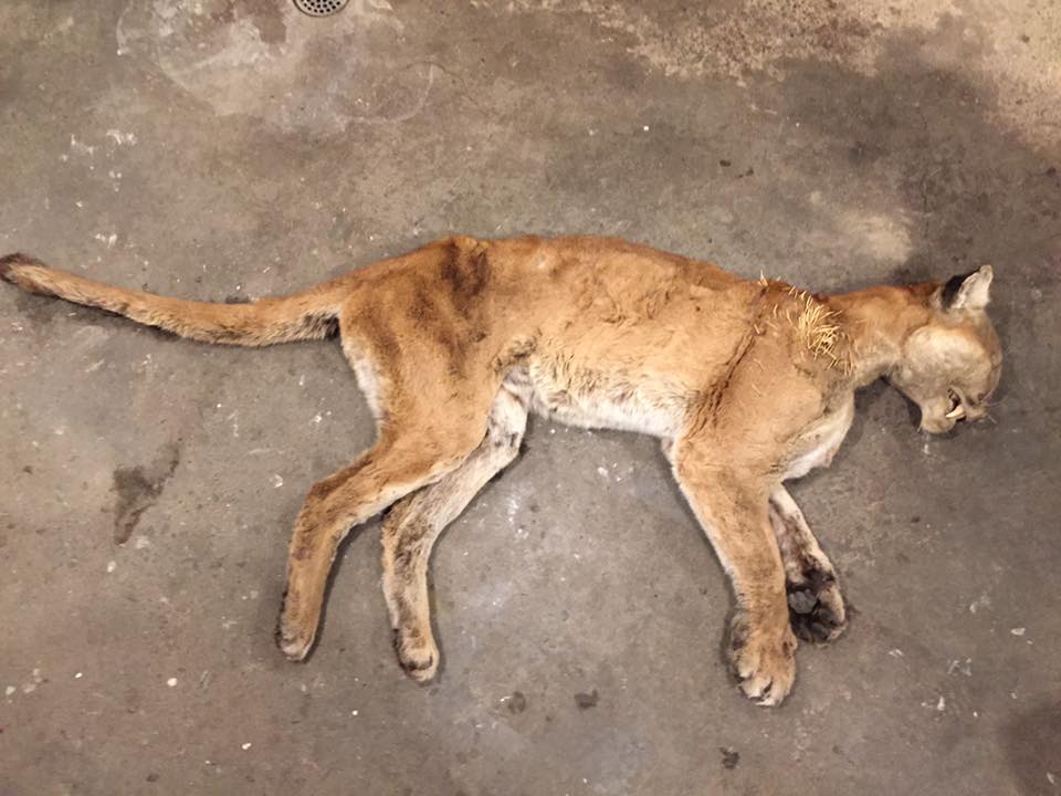 Update Mnrf In Possession Of Cougar Carcass Found Near Thunder Bay