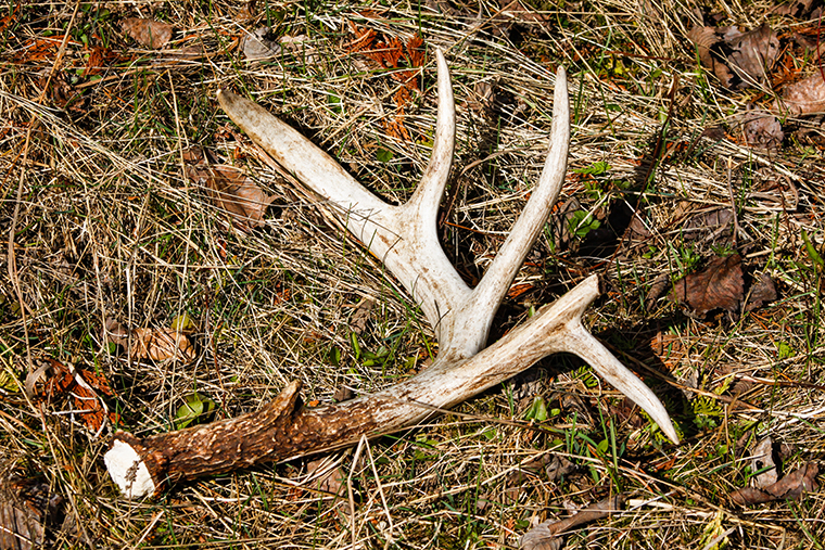 shed hunting