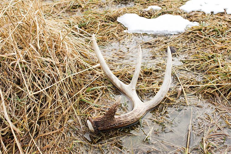 shed hunting