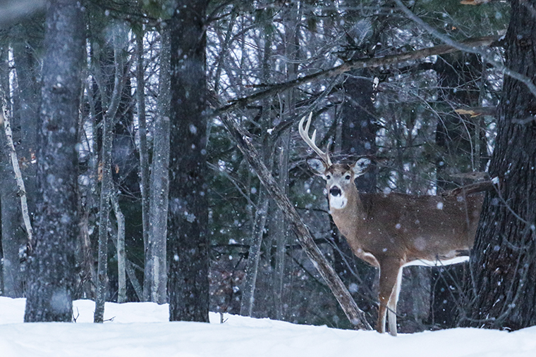 shed hunting - whitetail