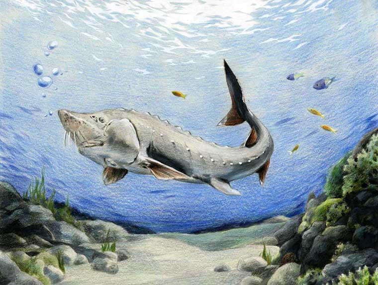 artists - fish