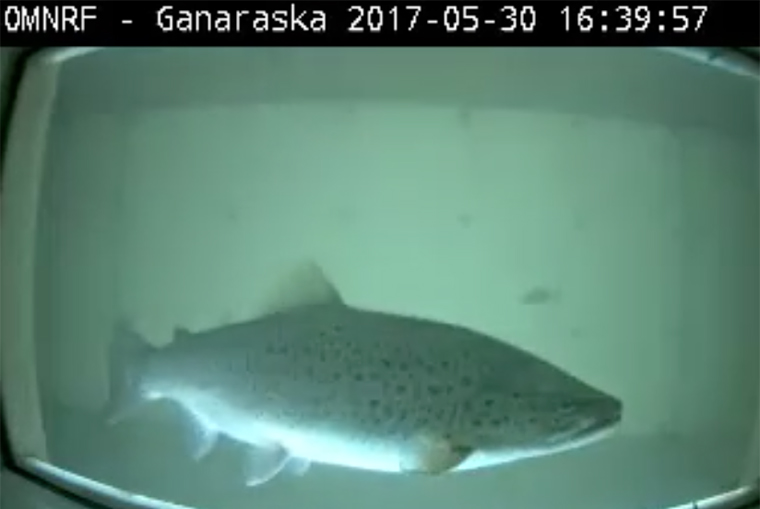 fish scanner