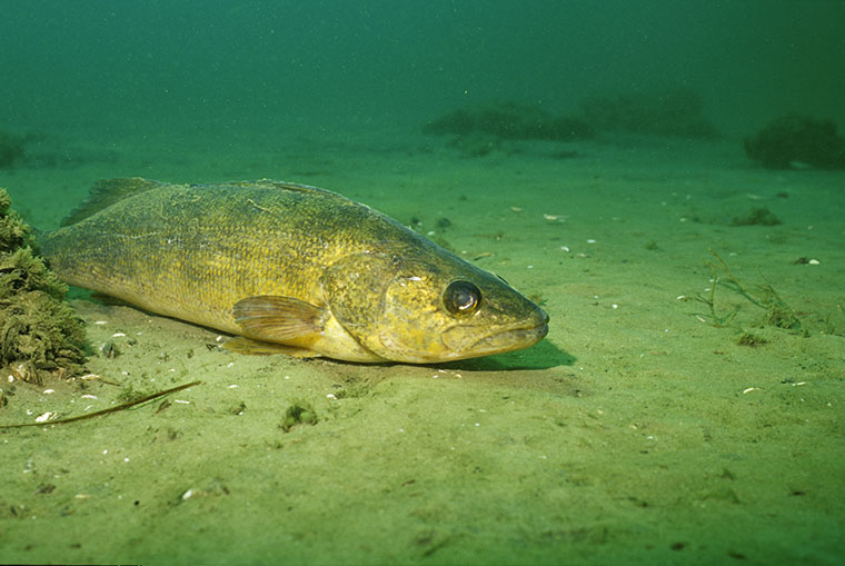 sand - walleye