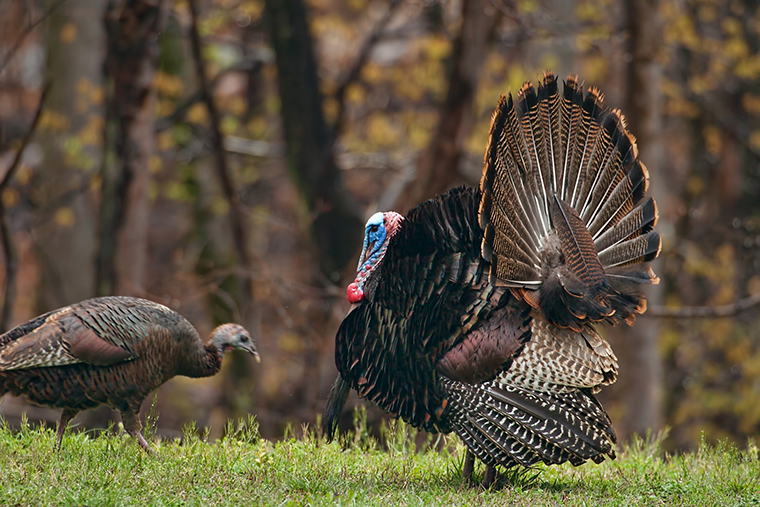 pressured turkeys