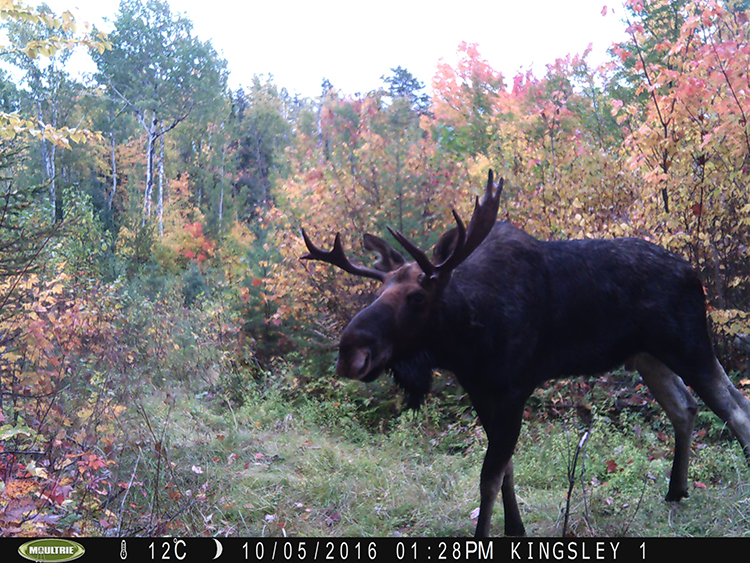 Trail Cam Contest