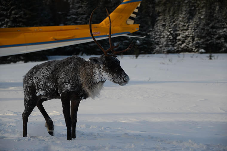 caribou relocation