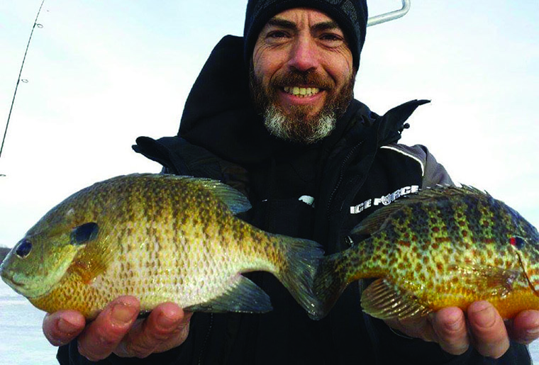 Bluegills - Boshold