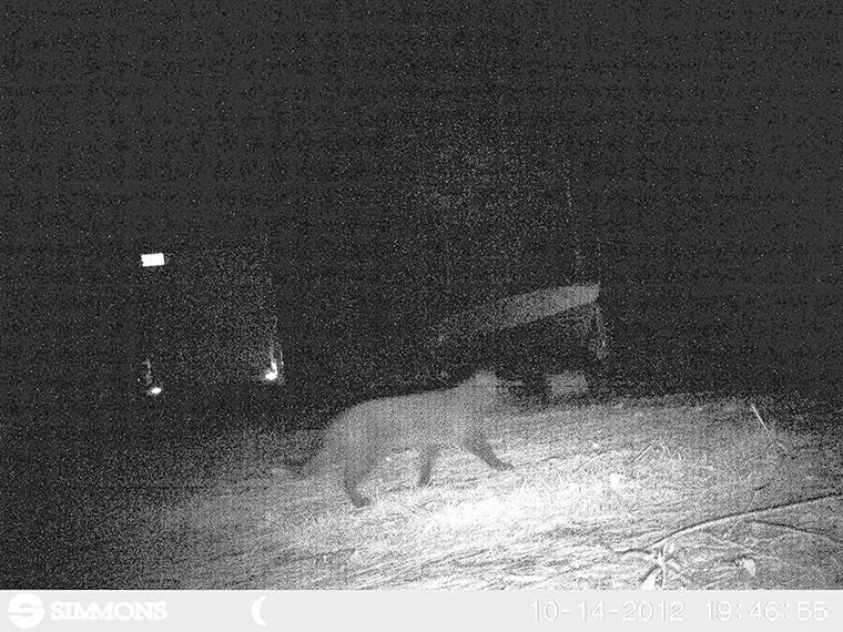 cougars