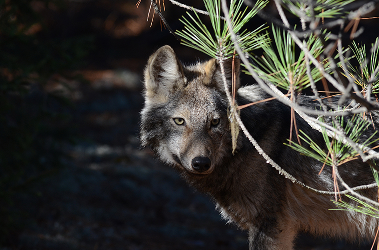 wolf