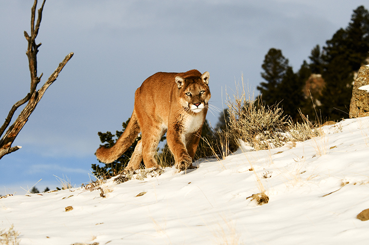 cougars