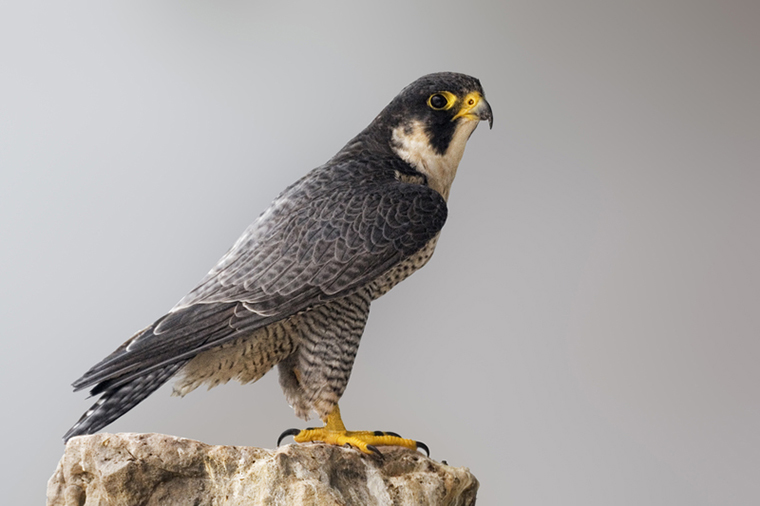 peregrine falcon 