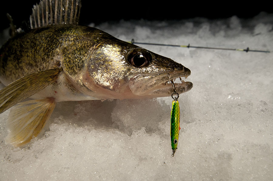 Walleye bait