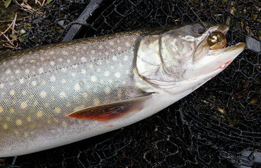 Splake on the hook