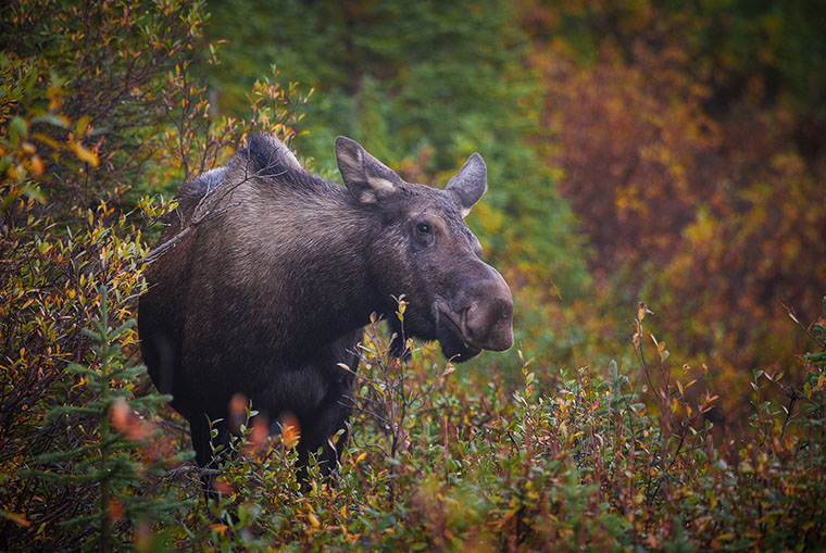 moose validation numbers