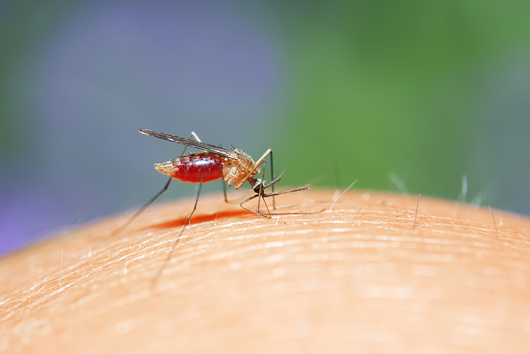 Mosquito - West Nile Virus