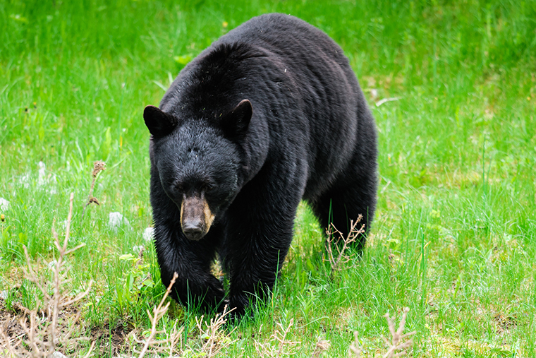 black bear gallbladder