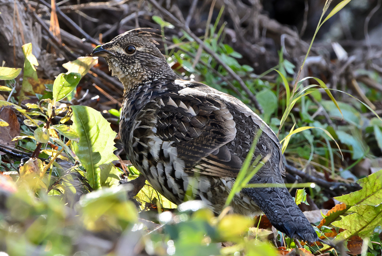upland - grouse